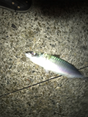 即席ワインドでサバ