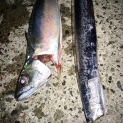 初の大サバ！！！！！