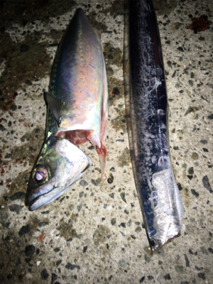 初の大サバ！！！！！