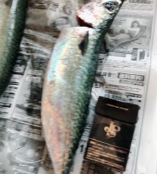 初めてのショアジギング