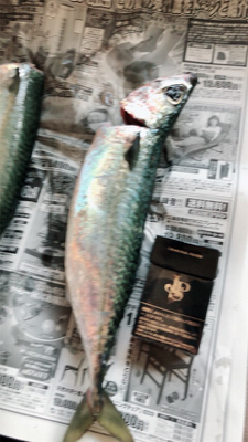 初めてのショアジギング