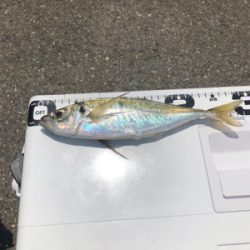 大アジ釣れました‼️