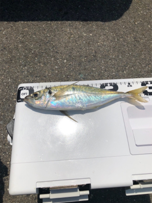 大アジ釣れました‼️