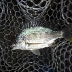 淀川ブリームゲーム キビレ探し