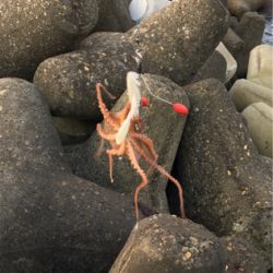 デイオクトパッシング