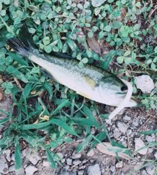 小バスフィーバー