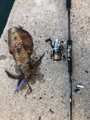 夏イカエギング