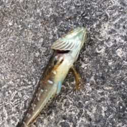 アジ ケンサキイカ調査とナイトゲーム