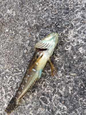 アジ ケンサキイカ調査とナイトゲーム