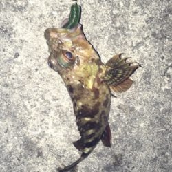 気温は暑いが釣果は寒い！