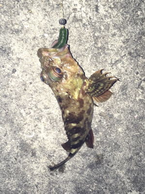 気温は暑いが釣果は寒い！