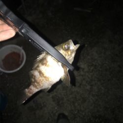 深夜サビキで珍客