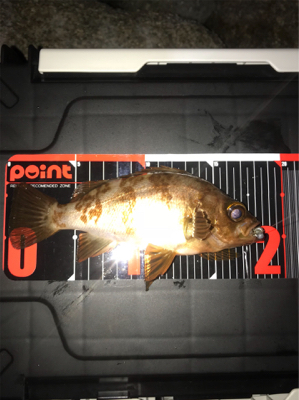 坊主逃れの癒し