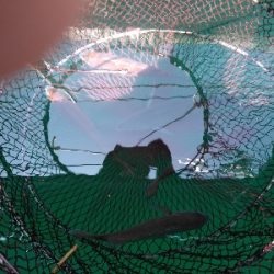 久し振りの海上釣堀オーパ！