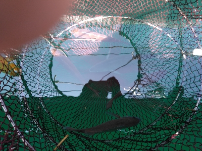 久し振りの海上釣堀オーパ！