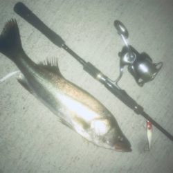 ドブ川シーバス久しぶり