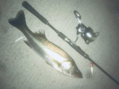 ドブ川シーバス久しぶり