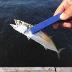 コスモで良型アジ