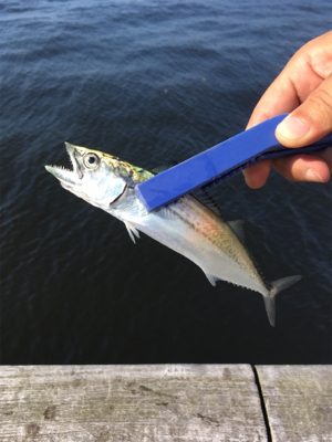 コスモで良型アジ