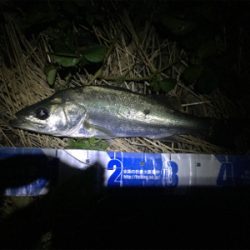 真夏のランカーシーバスを追え