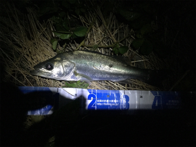 真夏のランカーシーバスを追え