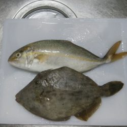 初シオ(＾∇＾)