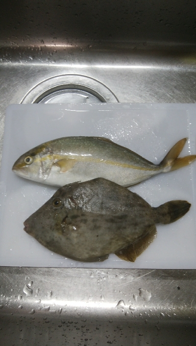 初シオ(＾∇＾)