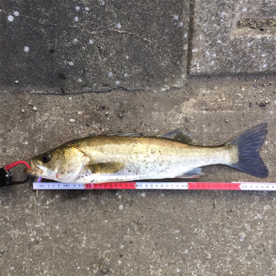 小物ばかりでも入れ食いだと楽しいね