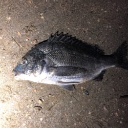 小型チニング /45チニング