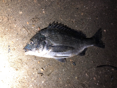 小型チニング /45チニング