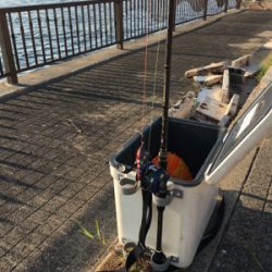 夕方ちょいタコ