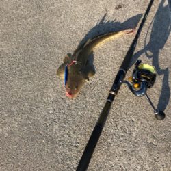 デカサバを求めて…