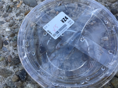 「スズキ」さん？