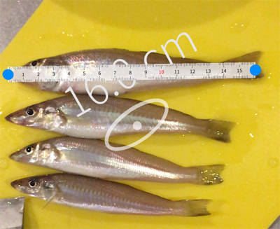 今日もキス釣り！