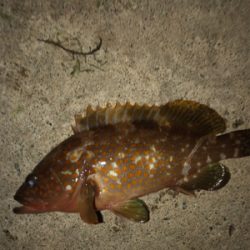 漁港内で釣れました。