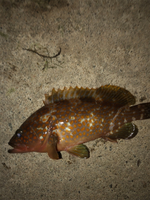 漁港内で釣れました。