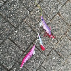 サビキで豆アジ