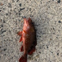 ロックフィッシュ狙い