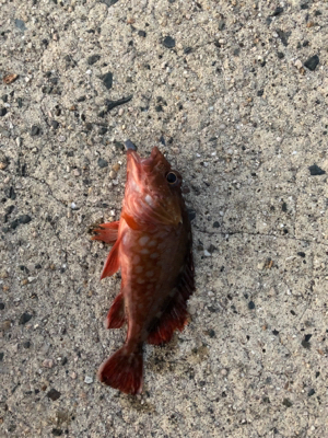 ロックフィッシュ狙い