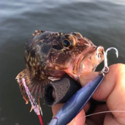 癒しのライトゲーム？