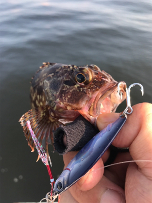 癒しのライトゲーム？