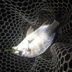 淀川ブリームゲーム ビフテキスタイル