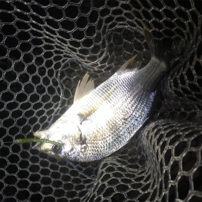 淀川ブリームゲーム ビフテキスタイル