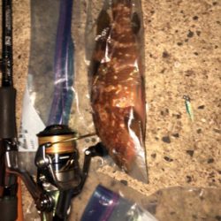 エギングからの根魚