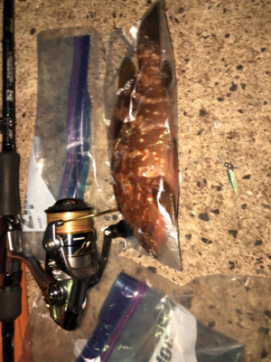 エギングからの根魚