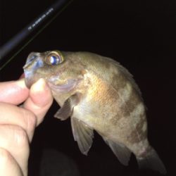 真夏のライトゲーム