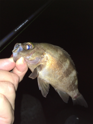 真夏のライトゲーム