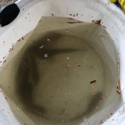 猛暑!ハゼ釣り!