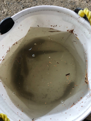 猛暑!ハゼ釣り!