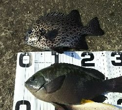 久しぶりエビ撒き